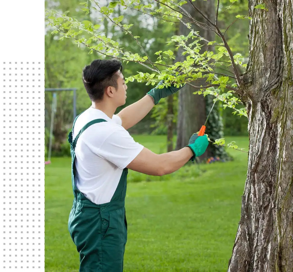 Tree care