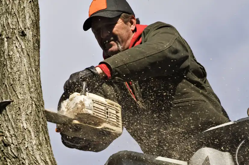 Molina Tree Service's Other Services
