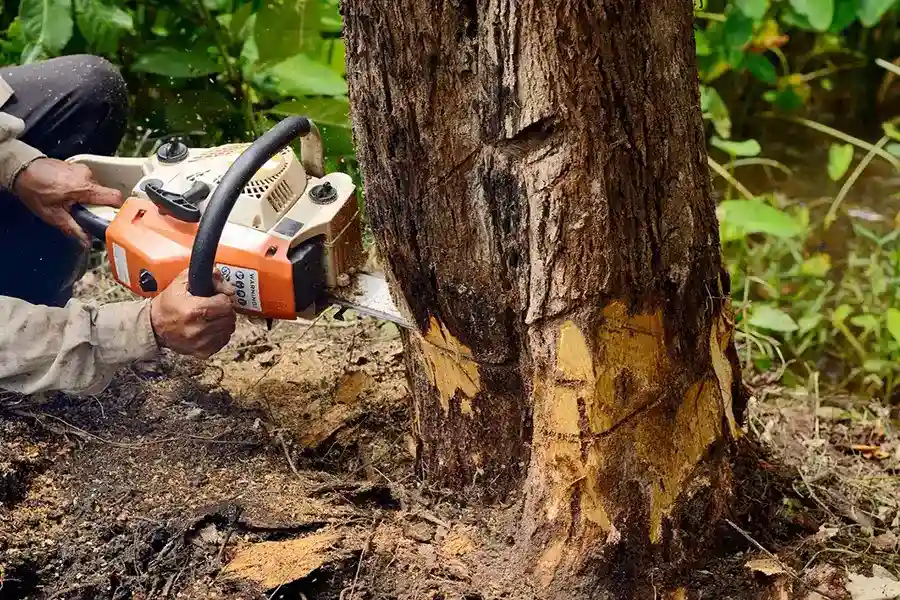 Reliable Tree Service Company