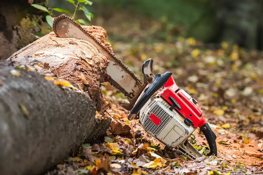 Tree Cutting Service