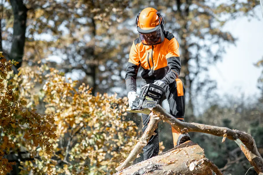 How Tree Cutting Service Enhances Landscape Appearance Memphis, TN How Tree Cutting Service Enhances Landscape Appearance Memphis, TN