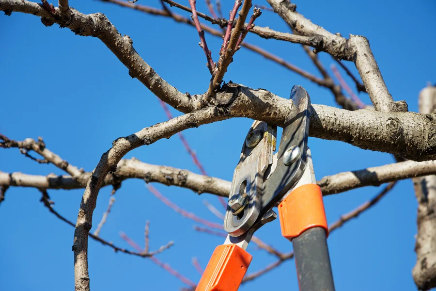 How Tree Pruning Service Improves Landscape Aesthetics Memphis, TN How Tree Pruning Service Improves Landscape Aesthetics Memphis, TN
