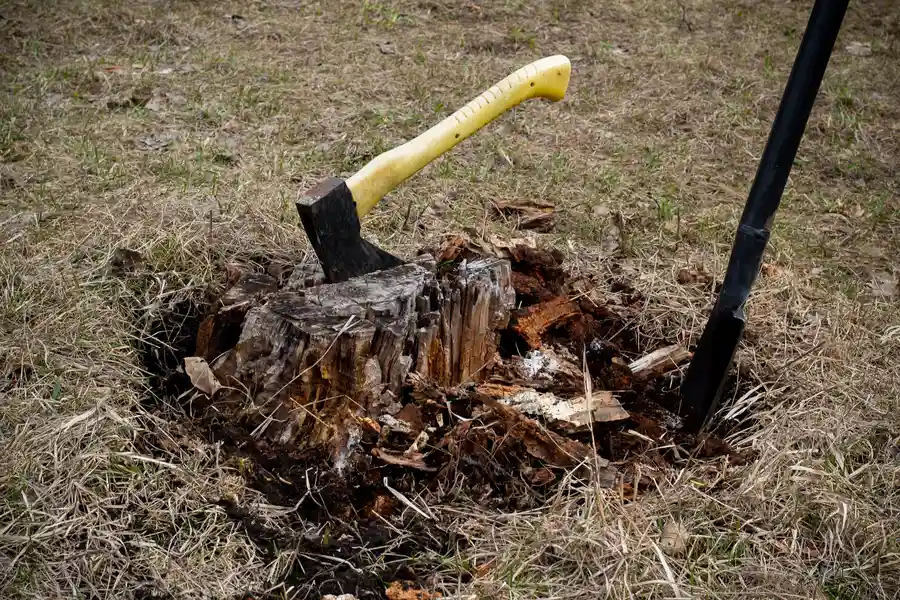 How Tree Stump Removal Increases Property Value And Safety Memphis, TN How Tree Stump Removal Increases Property Value And Safety Memphis, TN