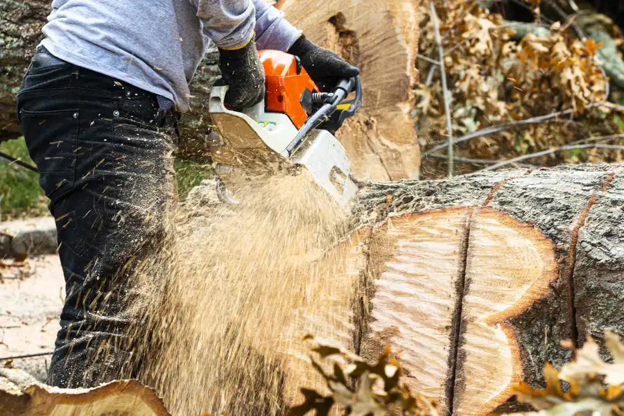 Professional Tree Stump Removal Memphis, TN Professional Tree Stump Removal Memphis, TN
