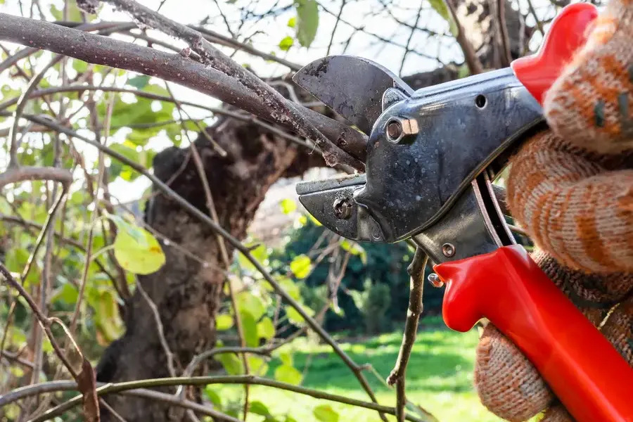 Reliable Tree Pruning Service Memphis, TN