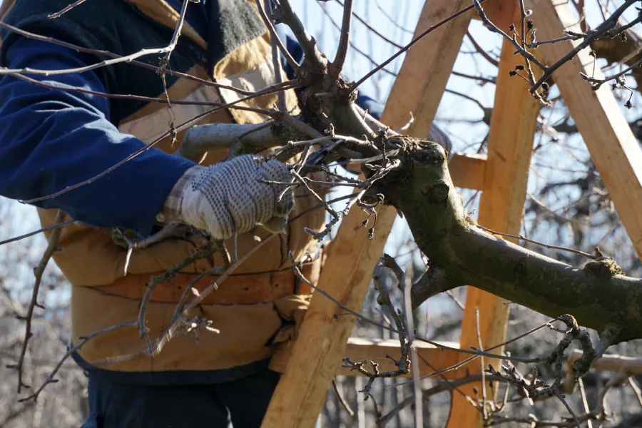 Superior Tree Pruning Service Memphis, TN