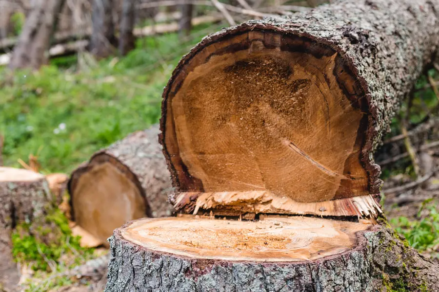 Why Tree Cutting Service Is Essential For Storm Preparation in Memphis, TN Why Tree Cutting Service Is Essential For Storm Preparation in Memphis, TN